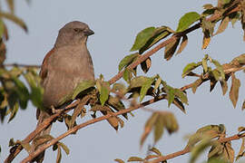 Swainson's Sparrow