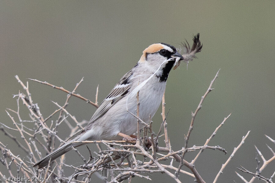 Moineau des saxaouls mâle adulte