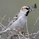 Moineau des saxaouls
