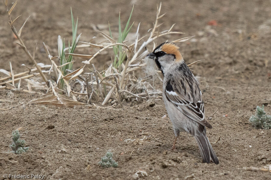 Moineau des saxaouls mâle adulte