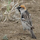 Moineau des saxaouls