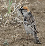 Moineau des saxaouls