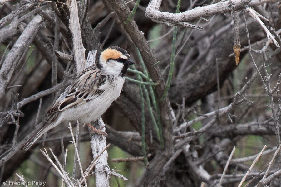 Moineau des saxaouls mâle adulte