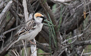 Moineau des saxaouls