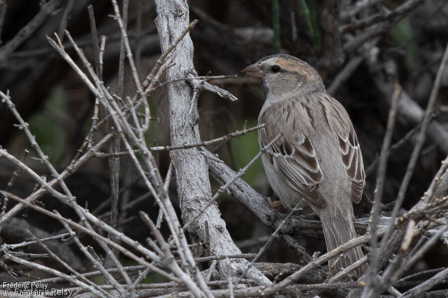 Moineau des saxaouls femelle adulte