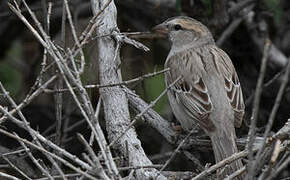 Moineau des saxaouls