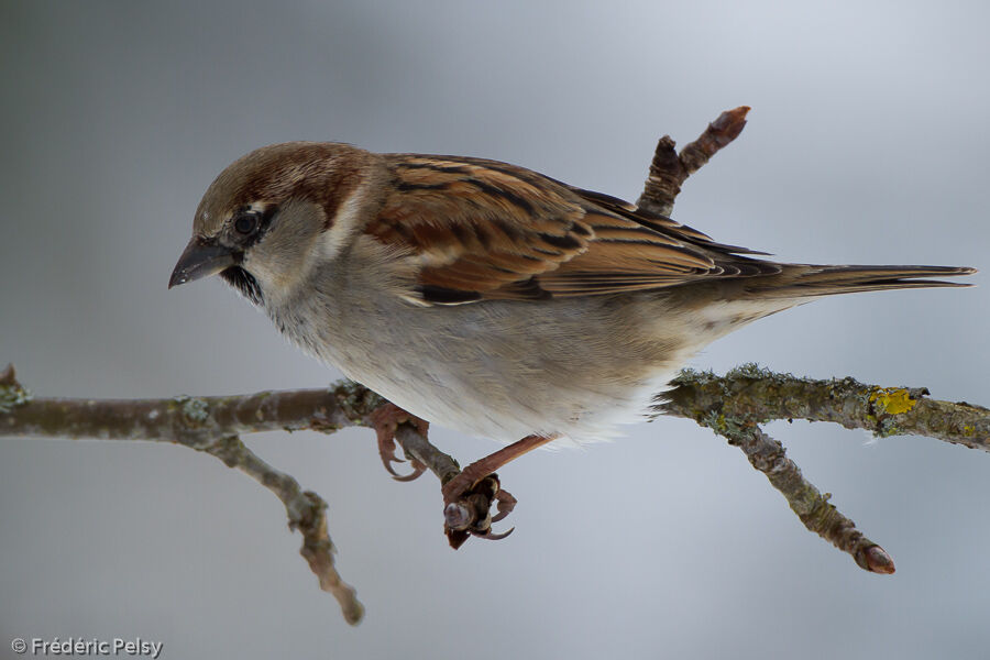 Moineau domestique mâle adulte