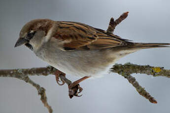 Moineau domestique