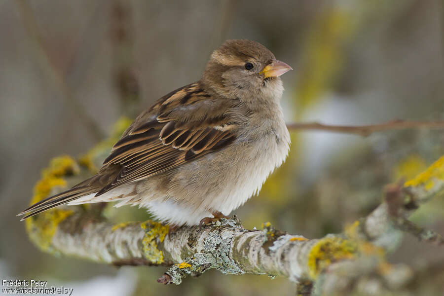 Moineau domestique femelle adulte, identification