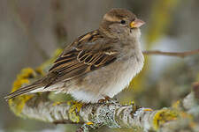 Moineau domestique