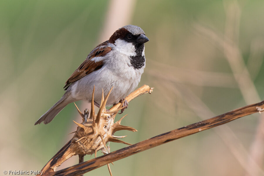 House Sparrow