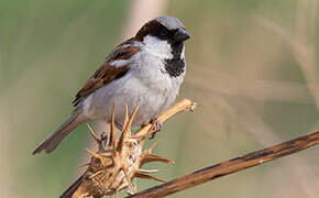 House Sparrow