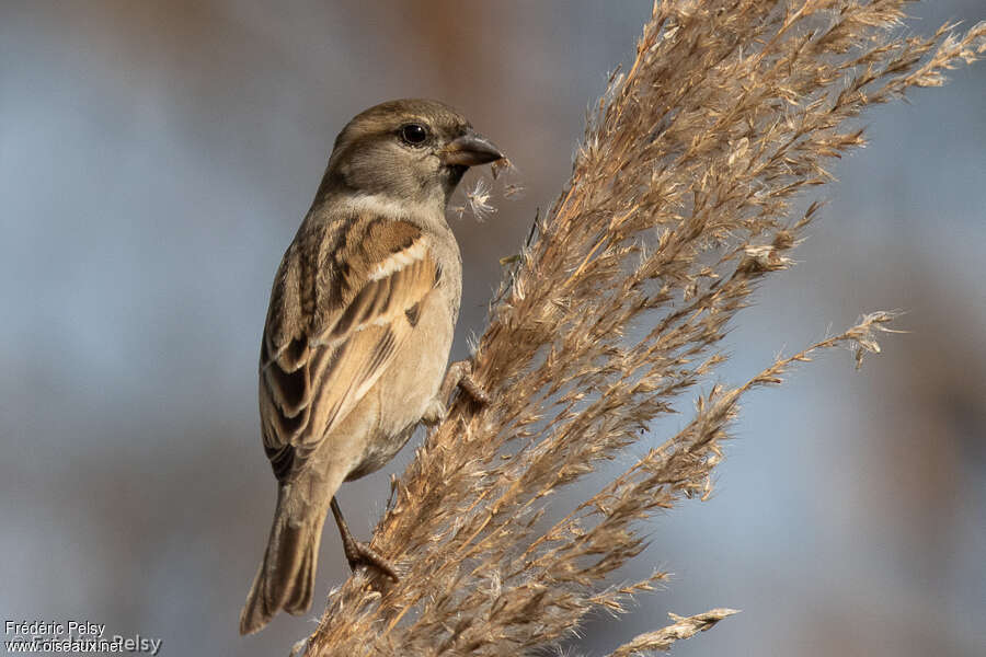 Moineau du Sind femelle adulte, identification