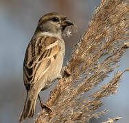 Sind Sparrow