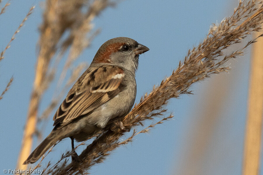 Moineau du Sind mâle adulte