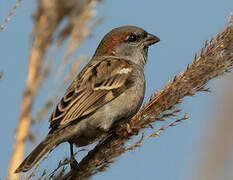 Sind Sparrow