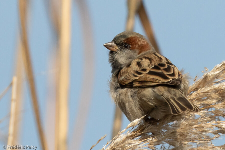 Moineau du Sind mâle adulte