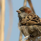 Moineau du Sind