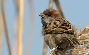 Moineau du Sind