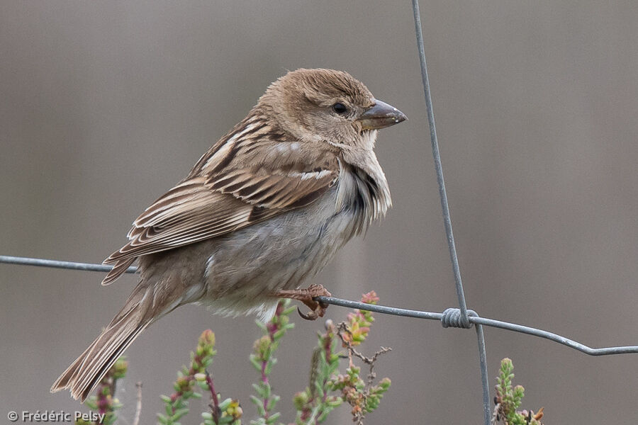 Moineau espagnol femelle