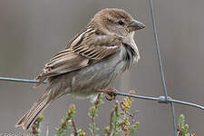 Moineau espagnol