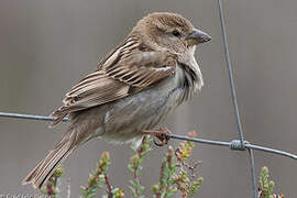 Spanish Sparrow