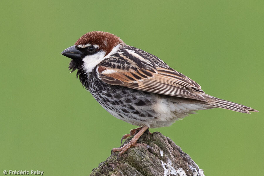 Moineau espagnol mâle