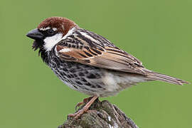 Spanish Sparrow