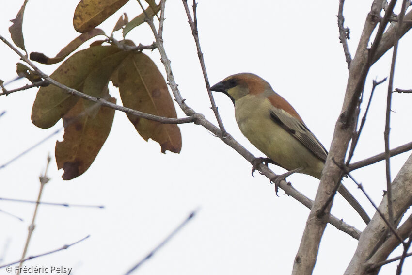 Plain-backed Sparrow male adult, identification