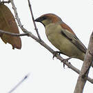 Moineau flavéole