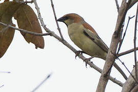 Plain-backed Sparrow