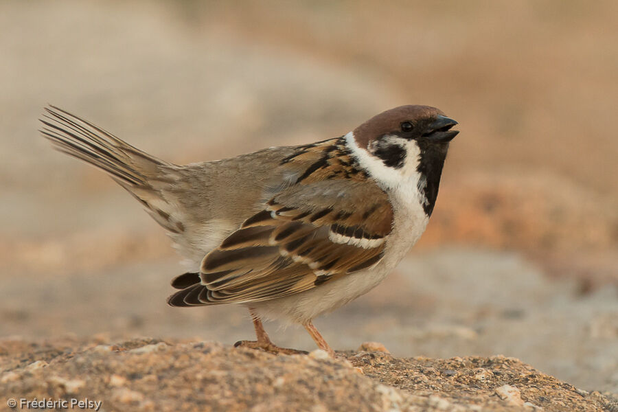 Moineau friquetadulte, identification