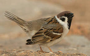 Eurasian Tree Sparrow