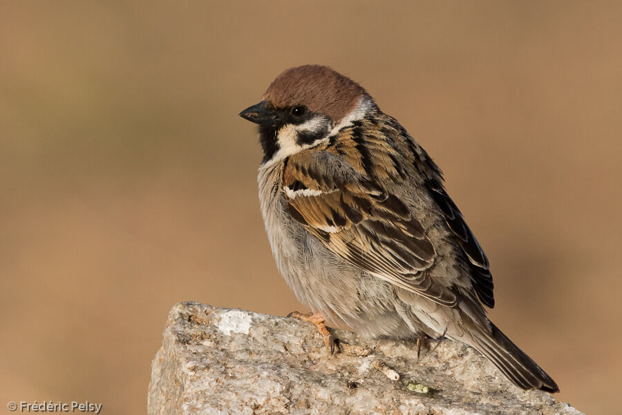 Eurasian Tree Sparrowadult