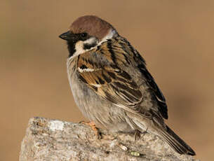 Moineau friquet