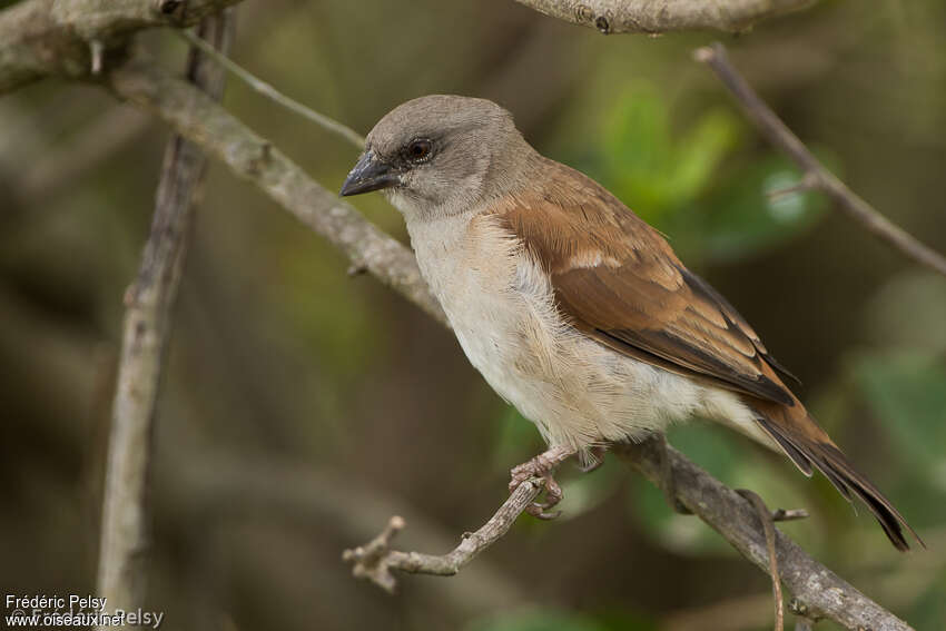 Moineau grisadulte, identification