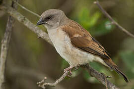 Northern Grey-headed Sparrow