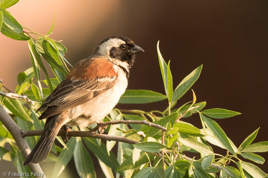 Moineau mélanure mâle adulte