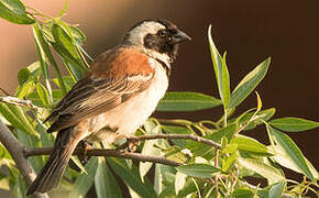 Cape Sparrow