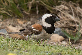 Cape Sparrow