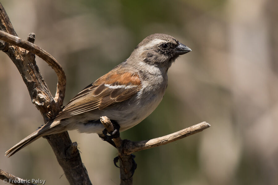 Moineau mélanure femelle adulte