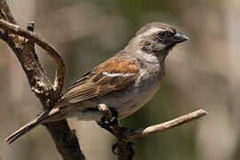 Moineau mélanure