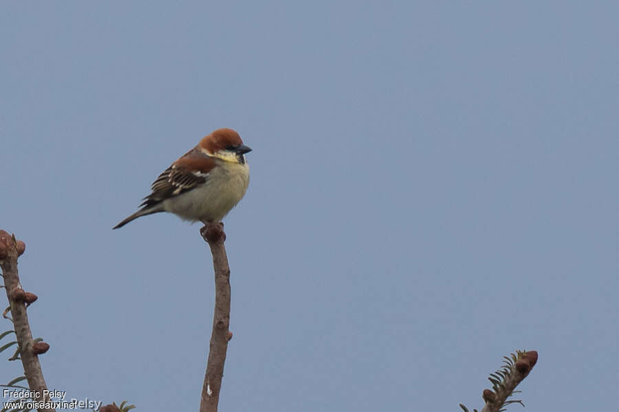 Russet Sparrow male adult, pigmentation, Behaviour