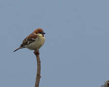 Russet Sparrow