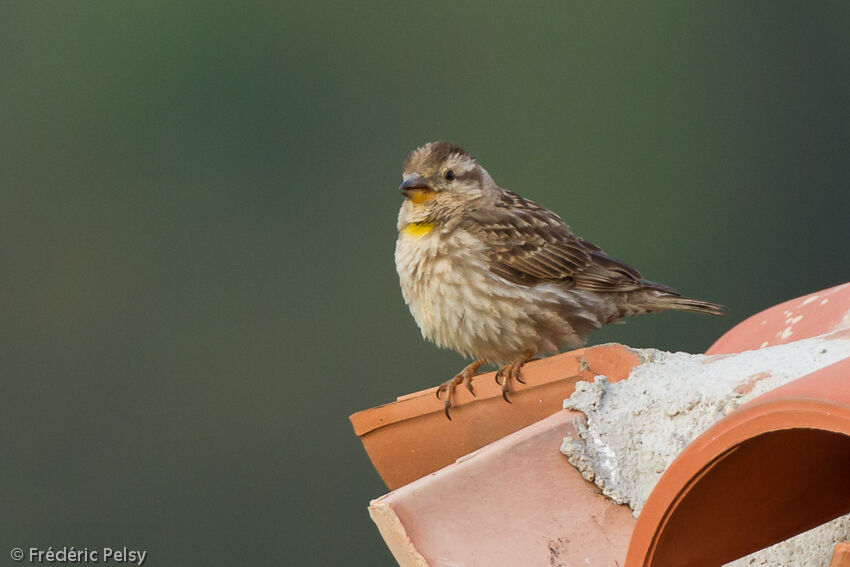 Rock Sparrowadult