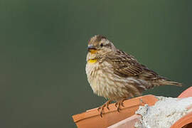 Rock Sparrow