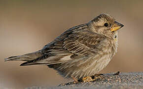 Rock Sparrow