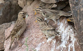 Rock Sparrow