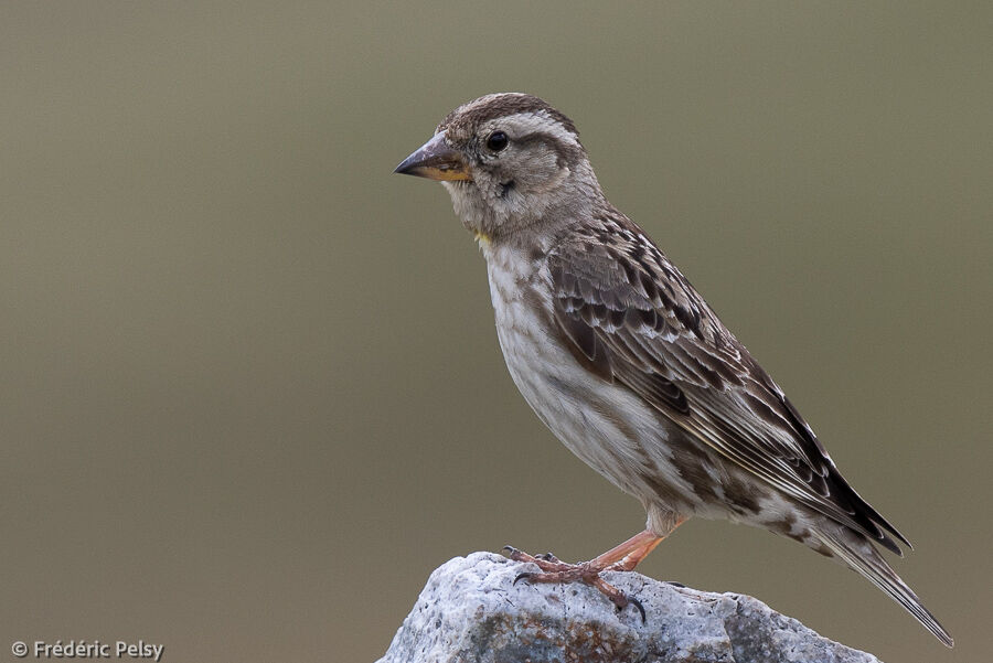 Rock Sparrowadult