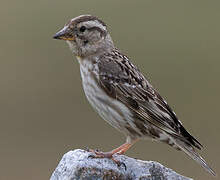 Rock Sparrow